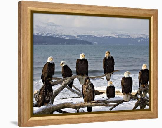 Bald Eagles in Winter, Homer, Alaska-Charles Sleicher-Framed Premier Image Canvas