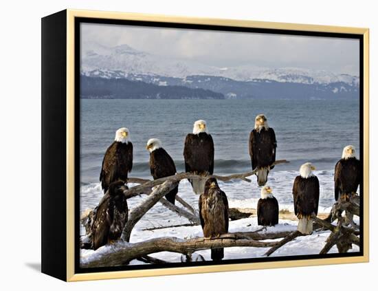 Bald Eagles in Winter, Homer, Alaska-Charles Sleicher-Framed Premier Image Canvas