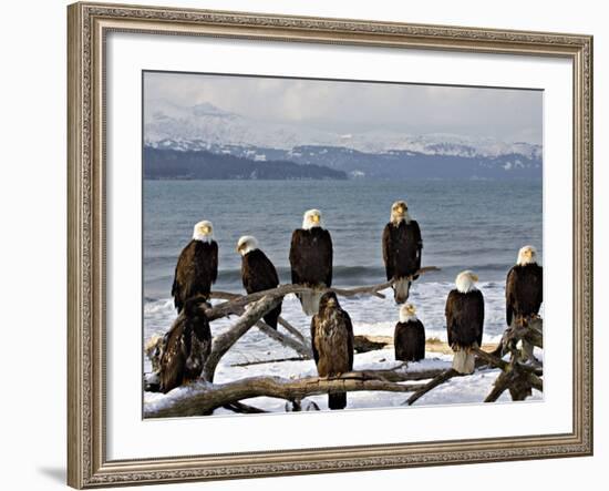 Bald Eagles in Winter, Homer, Alaska-Charles Sleicher-Framed Photographic Print