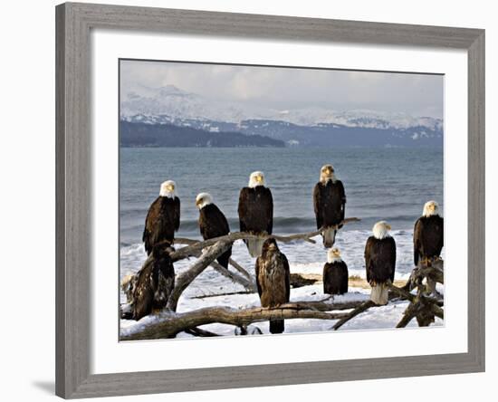 Bald Eagles in Winter, Homer, Alaska-Charles Sleicher-Framed Photographic Print