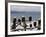 Bald Eagles in Winter, Homer, Alaska-Charles Sleicher-Framed Photographic Print