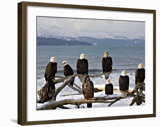 Bald Eagles in Winter, Homer, Alaska-Charles Sleicher-Framed Photographic Print