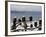 Bald Eagles in Winter, Homer, Alaska-Charles Sleicher-Framed Photographic Print