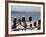 Bald Eagles in Winter, Homer, Alaska-Charles Sleicher-Framed Photographic Print