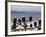 Bald Eagles in Winter, Homer, Alaska-Charles Sleicher-Framed Photographic Print