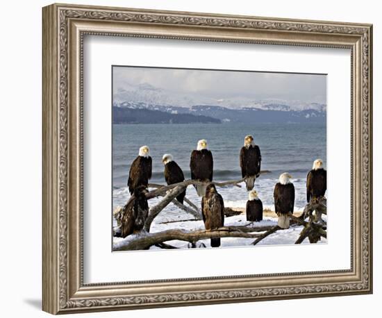 Bald Eagles in Winter, Homer, Alaska-Charles Sleicher-Framed Photographic Print
