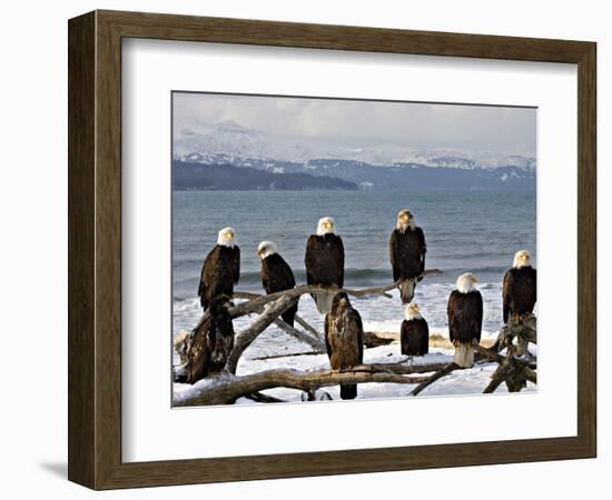 Bald Eagles in Winter, Homer, Alaska-Charles Sleicher-Framed Photographic Print