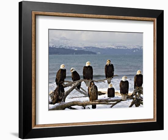 Bald Eagles in Winter, Homer, Alaska-Charles Sleicher-Framed Photographic Print