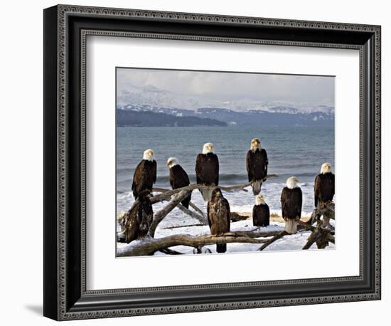 Bald Eagles in Winter, Homer, Alaska-Charles Sleicher-Framed Photographic Print