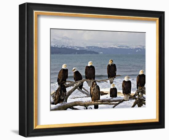 Bald Eagles in Winter, Homer, Alaska-Charles Sleicher-Framed Photographic Print