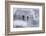 Bald Eagles on the river in the forest covered with snow, Haines, Alaska, USA-Keren Su-Framed Photographic Print