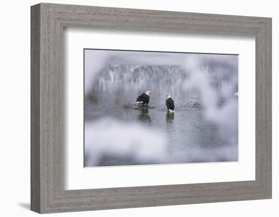 Bald Eagles on the river in the forest covered with snow, Haines, Alaska, USA-Keren Su-Framed Photographic Print