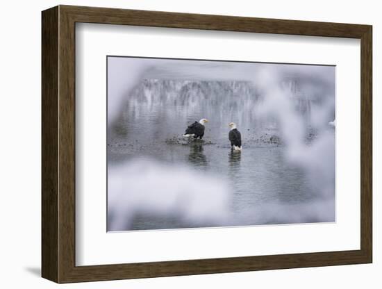 Bald Eagles on the river in the forest covered with snow, Haines, Alaska, USA-Keren Su-Framed Photographic Print