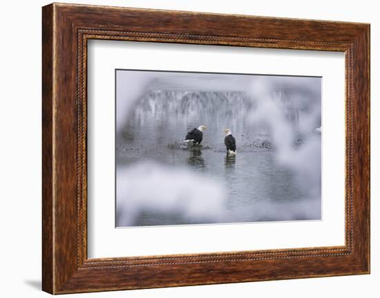 Bald Eagles on the river in the forest covered with snow, Haines, Alaska, USA-Keren Su-Framed Photographic Print