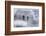 Bald Eagles on the river in the forest covered with snow, Haines, Alaska, USA-Keren Su-Framed Photographic Print