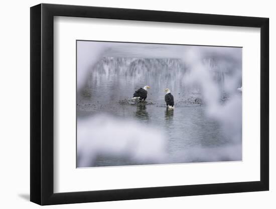 Bald Eagles on the river in the forest covered with snow, Haines, Alaska, USA-Keren Su-Framed Photographic Print