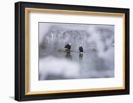 Bald Eagles on the river in the forest covered with snow, Haines, Alaska, USA-Keren Su-Framed Photographic Print