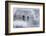 Bald Eagles on the river in the forest covered with snow, Haines, Alaska, USA-Keren Su-Framed Photographic Print