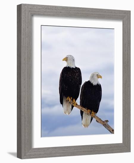 Bald Eagles on Tree Branch-Joe McDonald-Framed Photographic Print