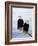 Bald Eagles on Tree Branch-Joe McDonald-Framed Photographic Print