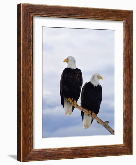 Bald Eagles on Tree Branch-Joe McDonald-Framed Photographic Print