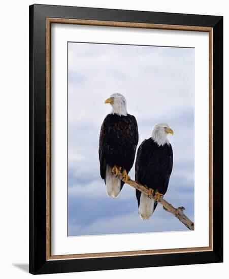 Bald Eagles on Tree Branch-Joe McDonald-Framed Photographic Print