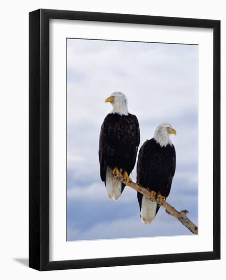 Bald Eagles on Tree Branch-Joe McDonald-Framed Photographic Print