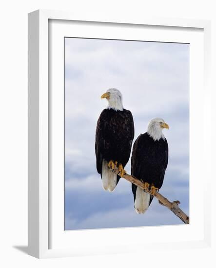 Bald Eagles on Tree Branch-Joe McDonald-Framed Photographic Print