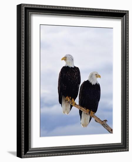 Bald Eagles on Tree Branch-Joe McDonald-Framed Photographic Print