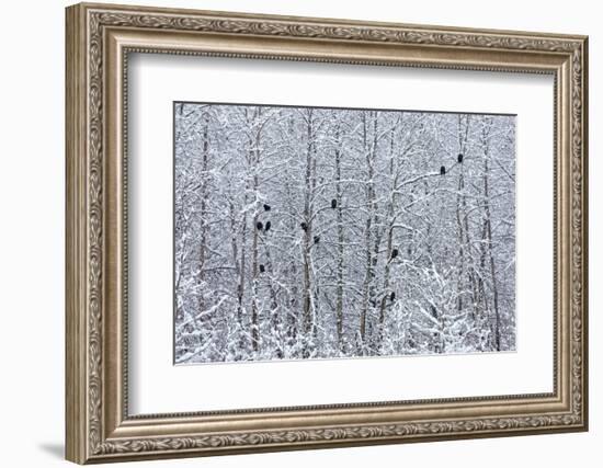 Bald Eagles perched on trees covered with snow, Haines, Alaska, USA-Keren Su-Framed Photographic Print