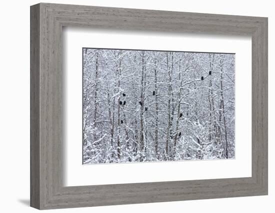 Bald Eagles perched on trees covered with snow, Haines, Alaska, USA-Keren Su-Framed Photographic Print