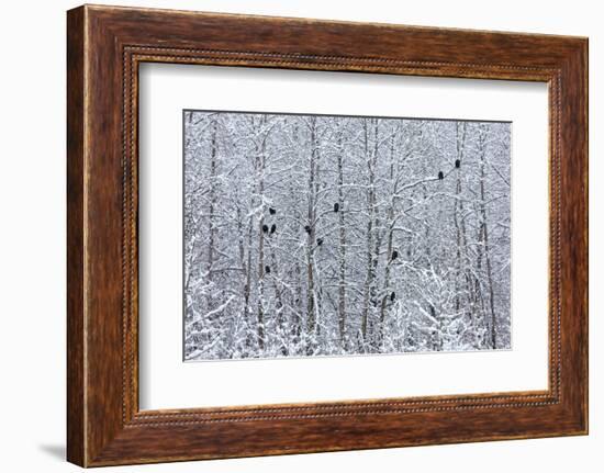 Bald Eagles perched on trees covered with snow, Haines, Alaska, USA-Keren Su-Framed Photographic Print