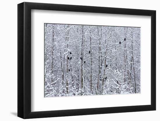 Bald Eagles perched on trees covered with snow, Haines, Alaska, USA-Keren Su-Framed Photographic Print