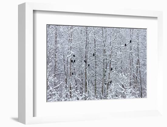 Bald Eagles perched on trees covered with snow, Haines, Alaska, USA-Keren Su-Framed Photographic Print