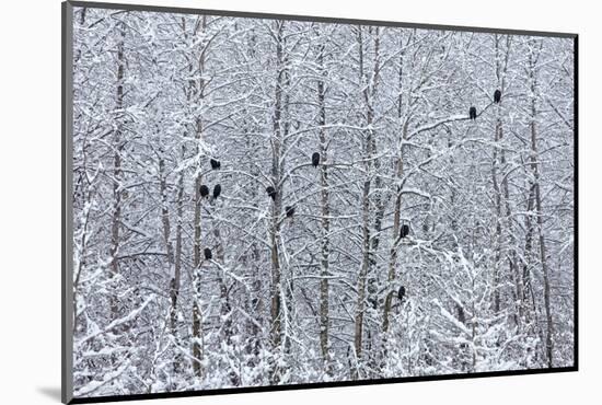 Bald Eagles perched on trees covered with snow, Haines, Alaska, USA-Keren Su-Mounted Photographic Print