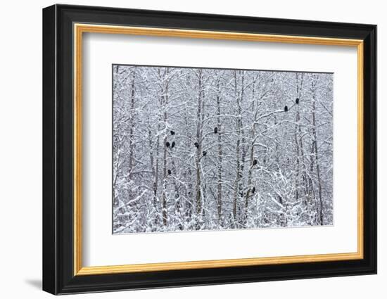 Bald Eagles perched on trees covered with snow, Haines, Alaska, USA-Keren Su-Framed Photographic Print