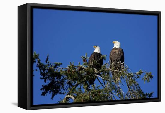 Bald Eagles Roosting in a Fir Tree in British Columbia-Richard Wright-Framed Premier Image Canvas