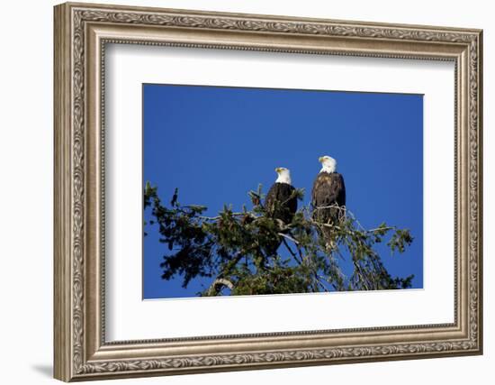 Bald Eagles Roosting in a Fir Tree in British Columbia-Richard Wright-Framed Photographic Print