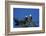 Bald Eagles Roosting in a Fir Tree in British Columbia-Richard Wright-Framed Photographic Print