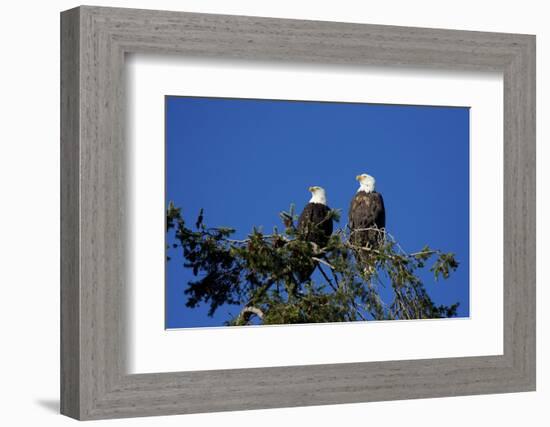 Bald Eagles Roosting in a Fir Tree in British Columbia-Richard Wright-Framed Photographic Print