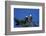 Bald Eagles Roosting in a Fir Tree in British Columbia-Richard Wright-Framed Photographic Print