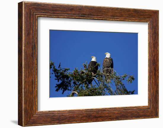 Bald Eagles Roosting in a Fir Tree in British Columbia-Richard Wright-Framed Photographic Print