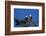 Bald Eagles Roosting in a Fir Tree in British Columbia-Richard Wright-Framed Photographic Print