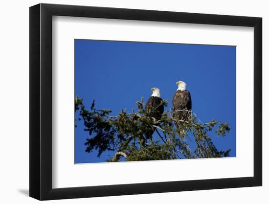 Bald Eagles Roosting in a Fir Tree in British Columbia-Richard Wright-Framed Photographic Print