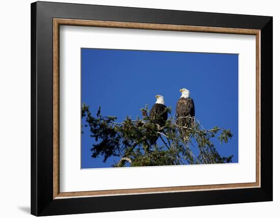 Bald Eagles Roosting in a Fir Tree in British Columbia-Richard Wright-Framed Photographic Print