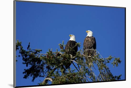 Bald Eagles Roosting in a Fir Tree in British Columbia-Richard Wright-Mounted Photographic Print