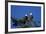 Bald Eagles Roosting in a Fir Tree in British Columbia-Richard Wright-Framed Photographic Print