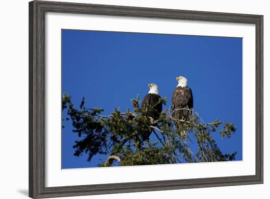 Bald Eagles Roosting in a Fir Tree in British Columbia-Richard Wright-Framed Photographic Print