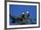 Bald Eagles Roosting in a Fir Tree in British Columbia-Richard Wright-Framed Photographic Print