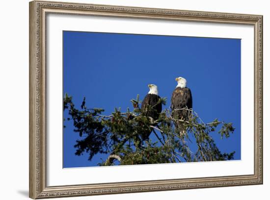 Bald Eagles Roosting in a Fir Tree in British Columbia-Richard Wright-Framed Photographic Print